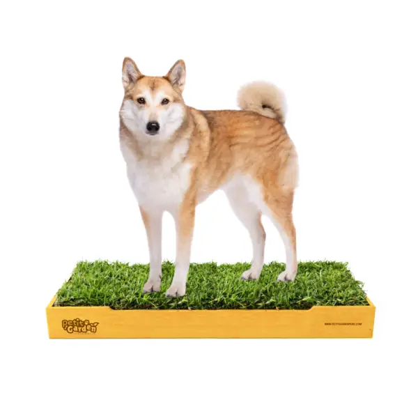 Sanitario de pasto natural de repuestos intercambiables para perros grandes