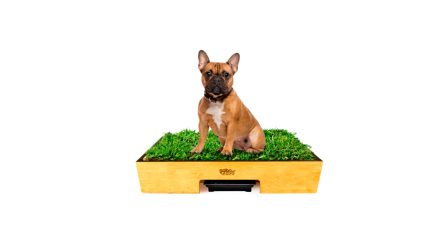 petit garden talla m - sanitario de pasto natural para peros