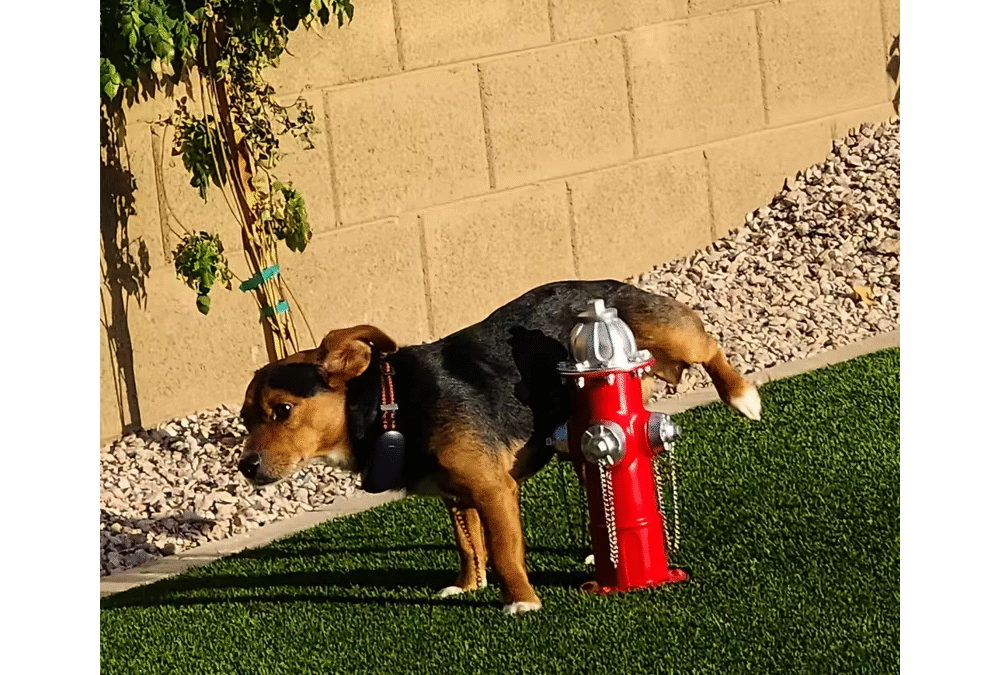 Hidrante sanitario marca petit garden para mascotas para perritos que hacen pipí levantando la patita