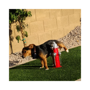 Hidrante sanitario marca petit garden para mascotas para perritos que hacen pipí levantando la patita